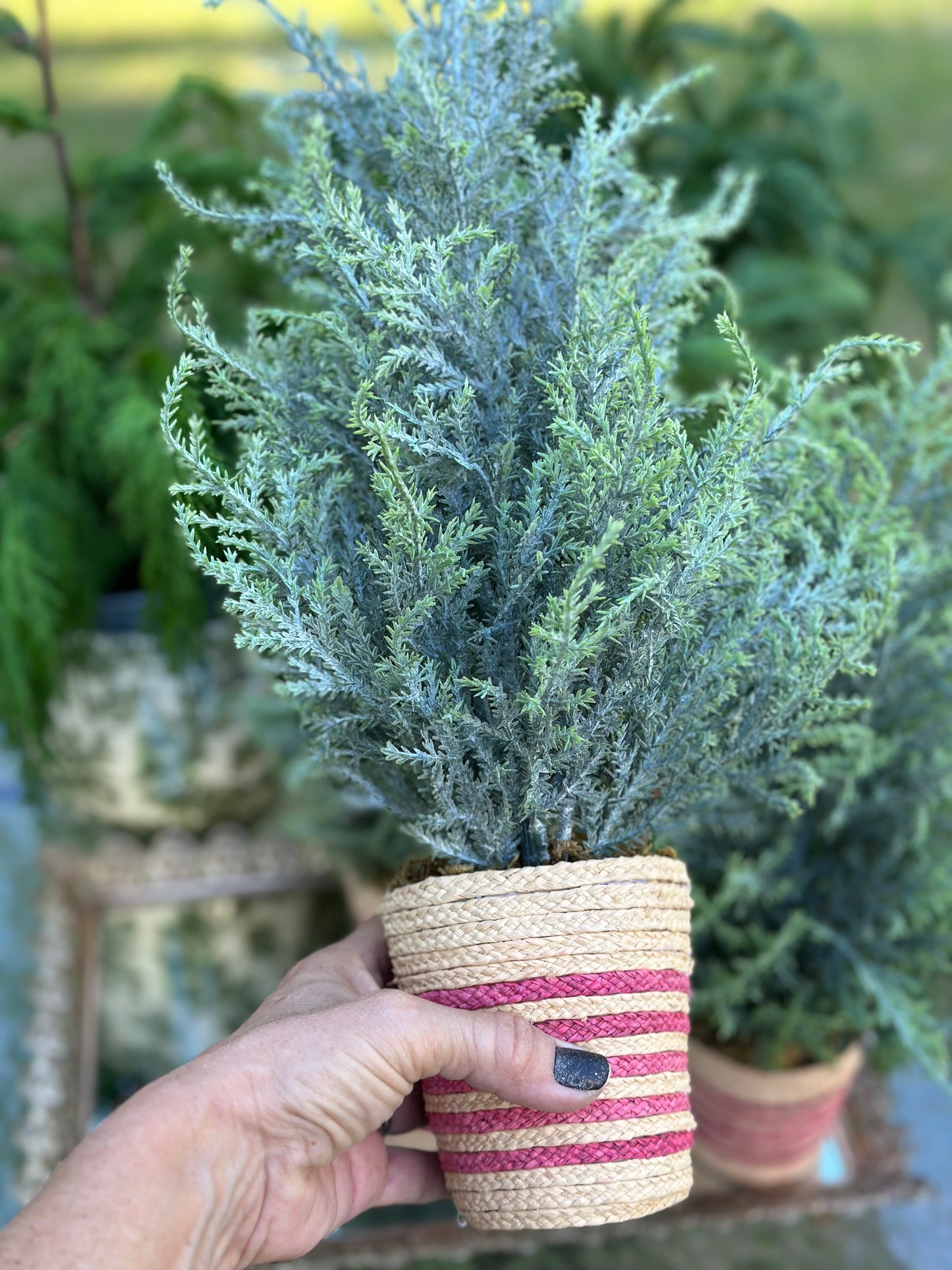 16" Potted Red Stripe Mini Tree