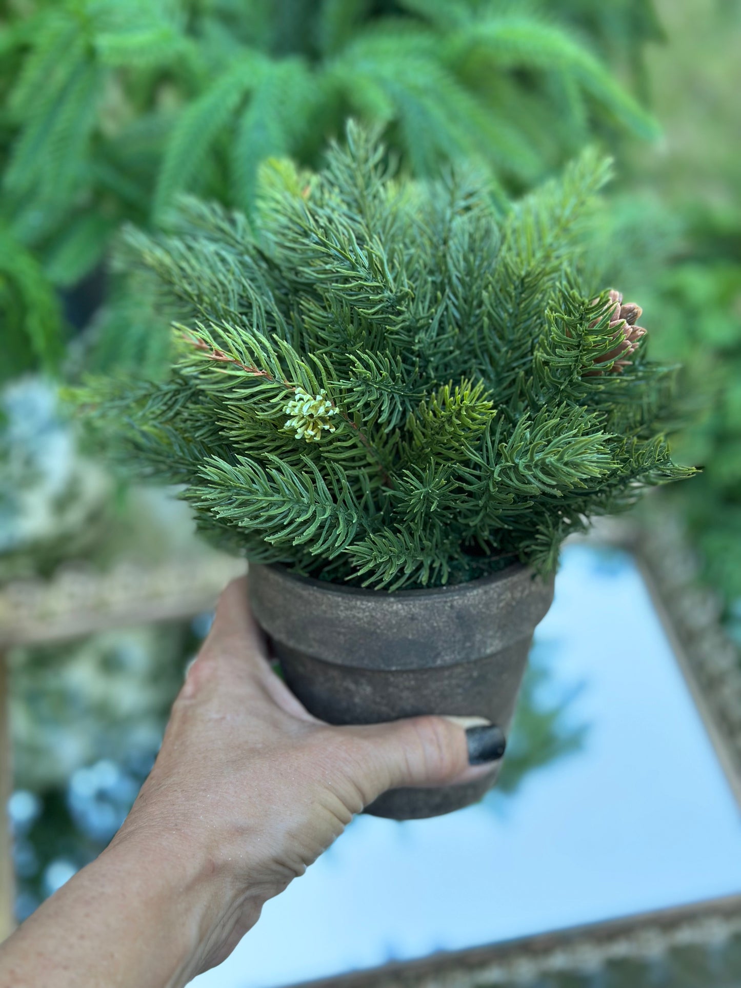 9" Potted Cedar