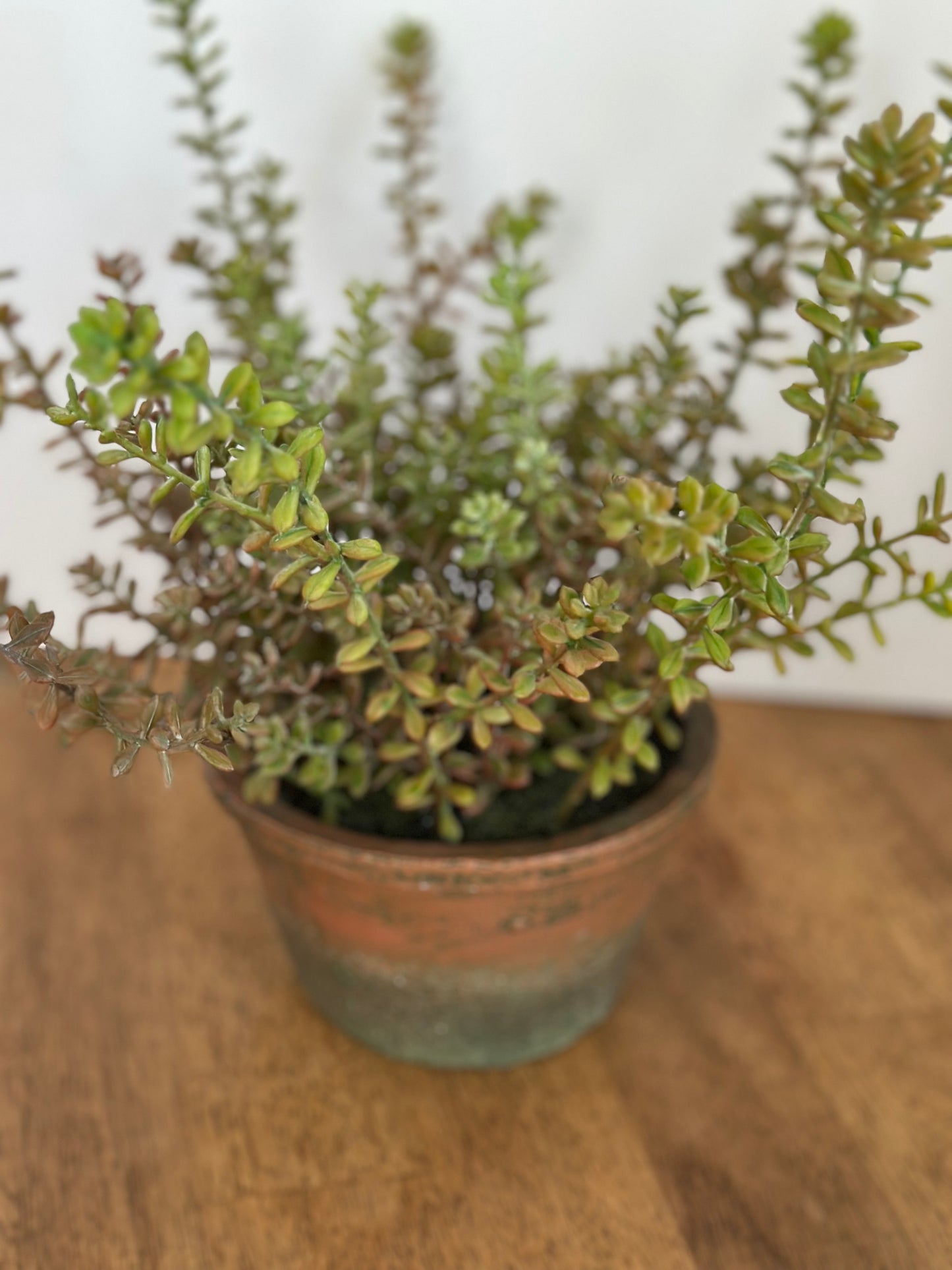 Artificial Potted Sedum Plant 12"