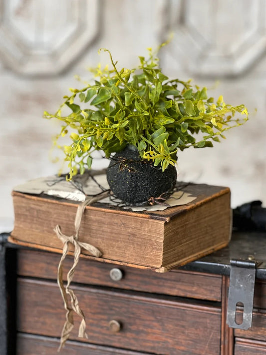 Rooted Wild Fern - 7.5'' in a black textured pot, placed on an antique book atop a rustic wooden cabinet. Lush green artificial foliage for home decor.