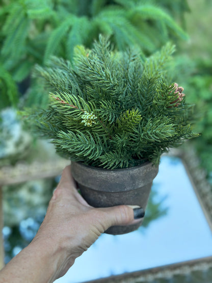 9" Potted Cedar