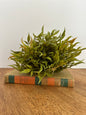 7" Greenery Half Sphere