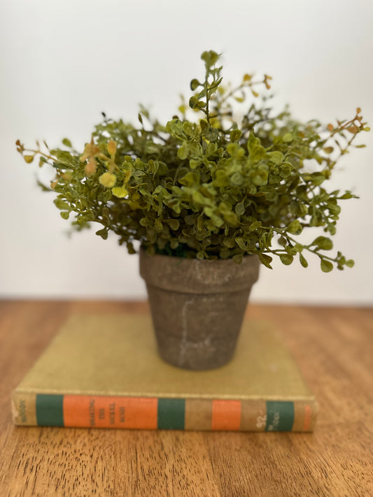 Potted Baby Grass