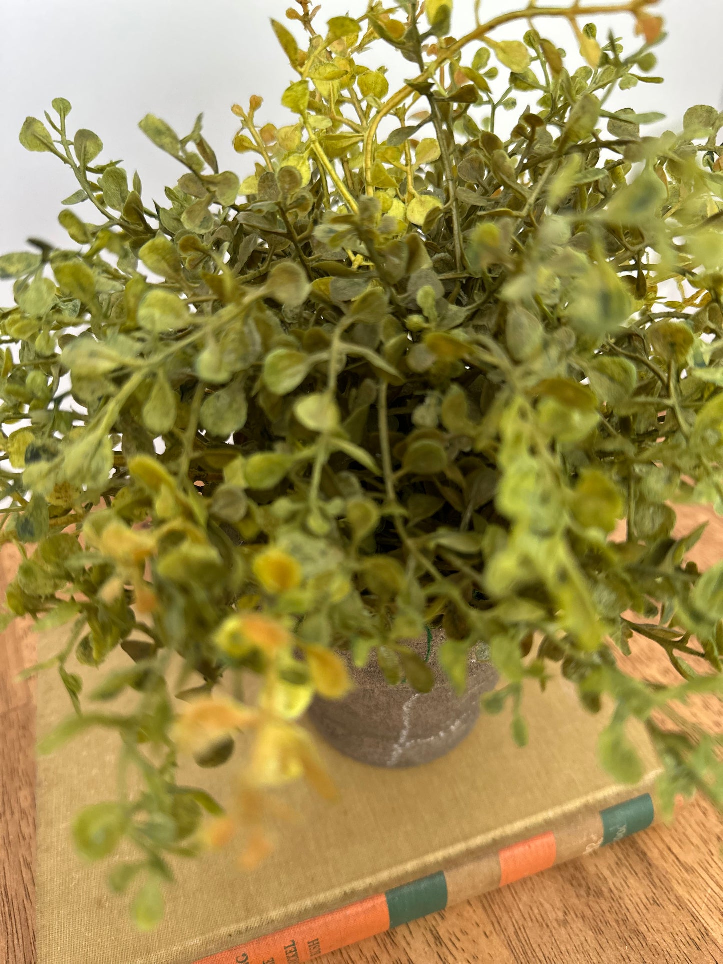 Potted Baby Grass