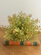 8" Baby Grass Half Sphere