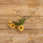 Yellow Black-Eyed Susan Stem - 25"