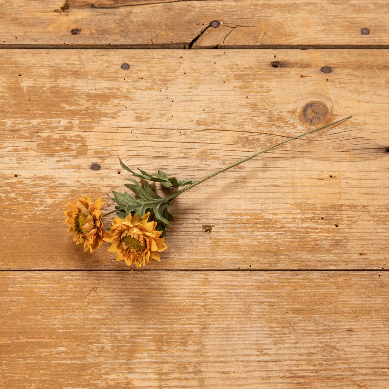 10.5" GOLDEN YELLOW STRAWFLOWER PICK