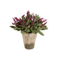 Potted Lavender Bloom - Pink